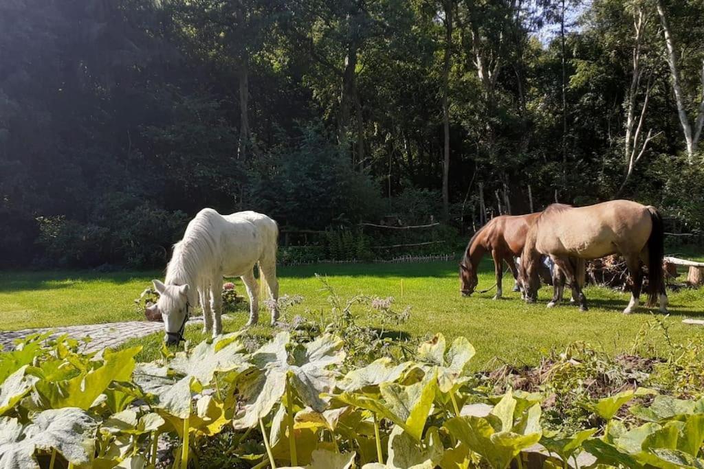 Poggenhagen Urlaub Mitten In Der Natur Neustadt am Rübenberge Dış mekan fotoğraf